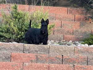 Dam “Abbie” Chyscott’s Always in Style is owned by Annel Henderson and bred by Chyscott Kennels.
